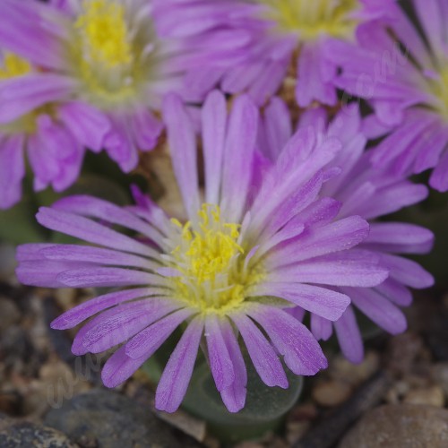 CON121.01 Conophytum pubescens