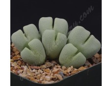 CON123.01 Conophytum quaesitum ssp. quaesitum var. quaesitum