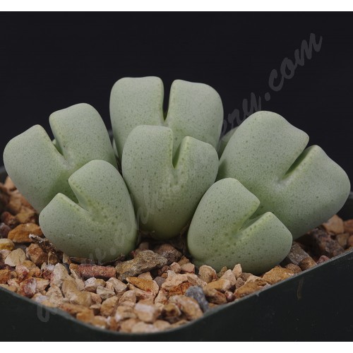 CON123.01 Conophytum quaesitum ssp. quaesitum var. quaesitum