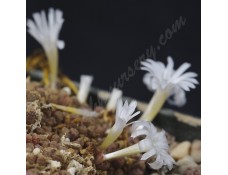 CON127.01 Conophytum reconditum ssp. reconditum