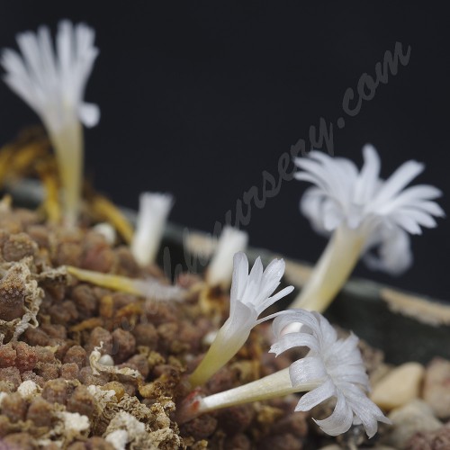 CON127.01 Conophytum reconditum ssp. reconditum