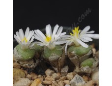 CON130.01 Conophytum ricardianum ssp. ricardianum Lorelei cirque SB1116