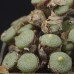 CON130.01 Conophytum ricardianum ssp. ricardianum Lorelei cirque SB1116