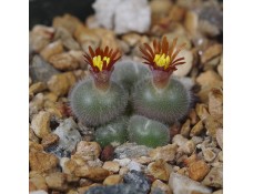 CON141.01 Conophytum stephanii ssp. stephanii