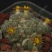 CON141.01 Conophytum stephanii ssp. stephanii