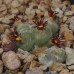 CON141.01 Conophytum stephanii ssp. stephanii