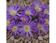CON152.01 Conophytum tantillum heleniae