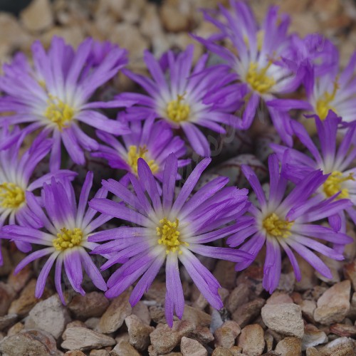 CON152.01 Conophytum tantillum heleniae
