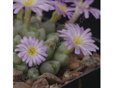 CON155.02 Conophytum taylorianum ssp. nova