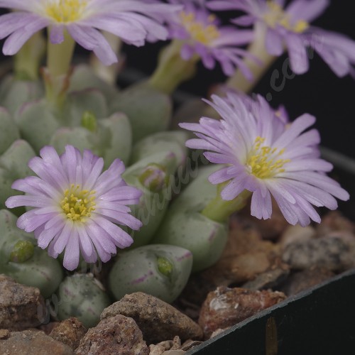 CON155.02 Conophytum taylorianum ssp. nova