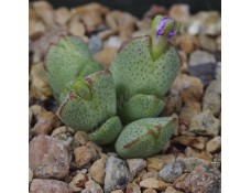 CON156.00 Conophytum taylorianum ssp. ernianum