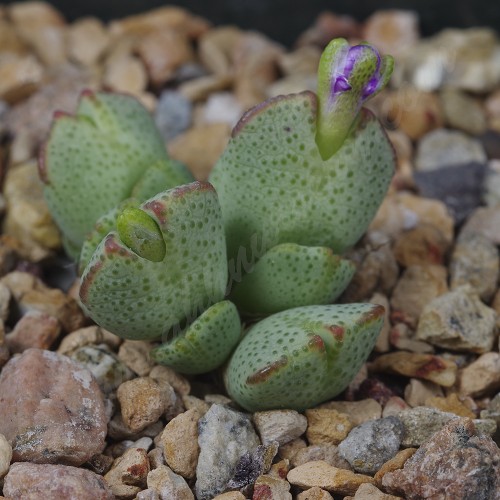 CON156.00 Conophytum taylorianum ssp. ernianum
