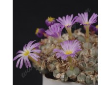 CON156.01 Conophytum taylorianum ssp. ernianum