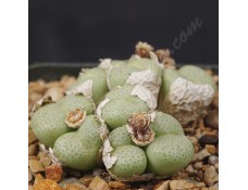 CON159.01 Conophytum truncatum ssp. truncatum var. truncatum