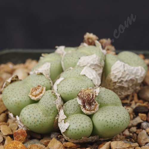 CON159.01 Conophytum truncatum ssp. truncatum var. truncatum