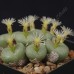 CON159.01 Conophytum truncatum ssp. truncatum var. truncatum