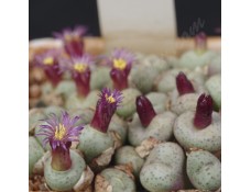 CON159.02 Conophytum truncatum ssp. truncatum var. truncatum, PV1073