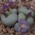 CON159.03 Conophytum truncatum ssp. truncatum var. truncatum, ‘brevitubum’