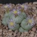 CON159.03 Conophytum truncatum ssp. truncatum var. truncatum, ‘brevitubum’