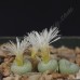 CON159.04 Conophytum truncatum ssp. truncatum var. truncatum