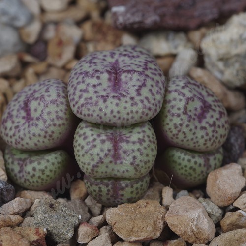 CON160.01 Conophytum truncatum ssp. truncatum var. wiggettiae