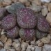 CON160.01 Conophytum truncatum ssp. truncatum var. wiggettiae