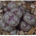 CON160.01 Conophytum truncatum ssp. truncatum var. wiggettiae