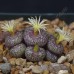 CON160.01 Conophytum truncatum ssp. truncatum var. wiggettiae
