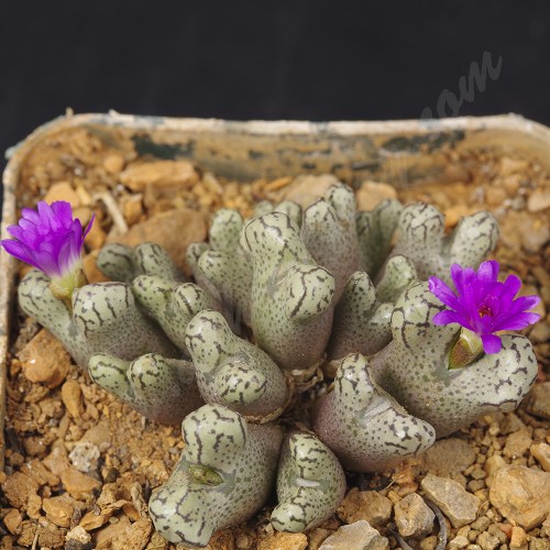 CON162.01 Conophytum turrigerum