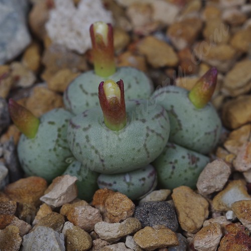 CON163.01 Conophytum uviforme ssp. uviforme