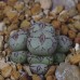 CON163.01 Conophytum uviforme ssp. uviforme