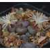 CON163.01 Conophytum uviforme ssp. uviforme
