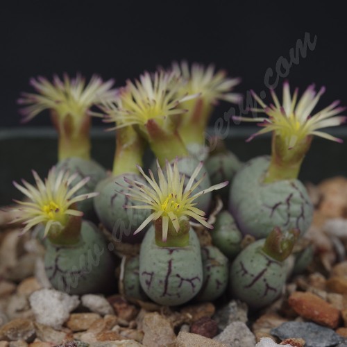 CON163.02 Conophytum uviforme