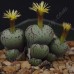 CON163.02 Conophytum uviforme