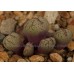 CON163.02 Conophytum uviforme