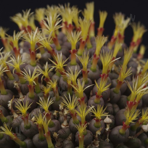 CON166.01 Conophytum uviforme ssp. subincanum, RR622