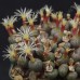 CON166.01 Conophytum uviforme ssp. subincanum, RR622