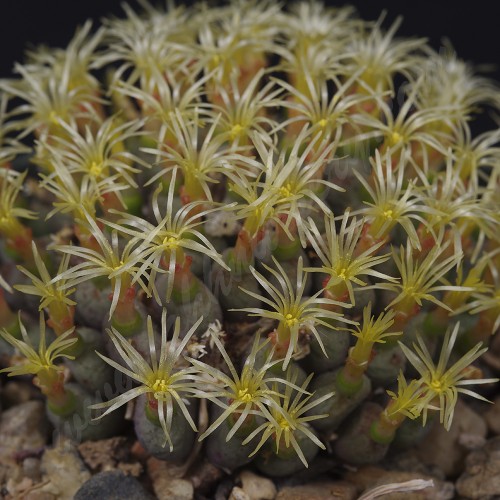 CON166.02 Conophytum uviforme ssp. subincanum
