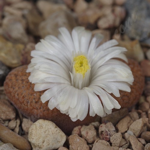 CON170.01 Conophytum verrucosum, Stofvlei