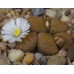 CON170.01 Conophytum verrucosum, Stofvlei