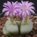 CON172.01 Conophytum wettsteinii, SB1110