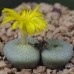 CON172.02 Conophytum not wettsteinii, SBXXXX