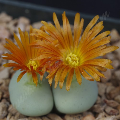 CON180.01 Conophytum wettsteinii x flavum