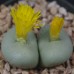 CON180.01 Conophytum wettsteinii x flavum