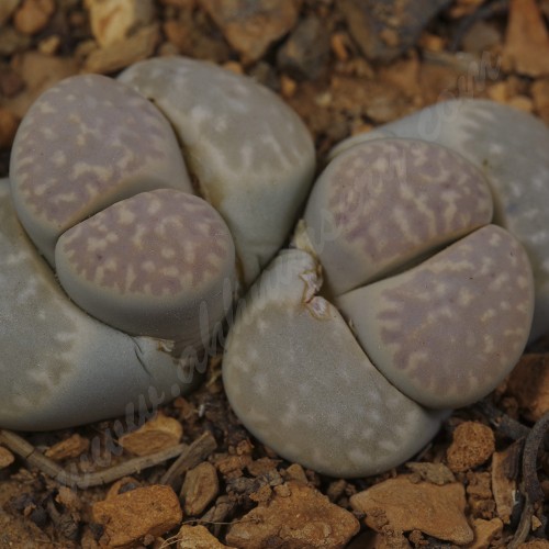 LIT001.02 Lithops amicorum 