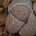 LIT001.02 Lithops amicorum 