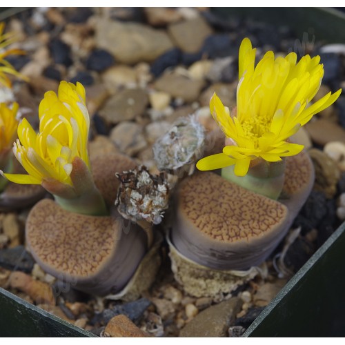 LIT002.06 Lithops aucampiae (ssp. aucampiae var. aucampiae) C117
