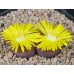 LIT002.23 Lithops aucampiae (ssp. aucampiae var. aucampiae) 'Firebrandt' = ‘Rudersheim Ruby’