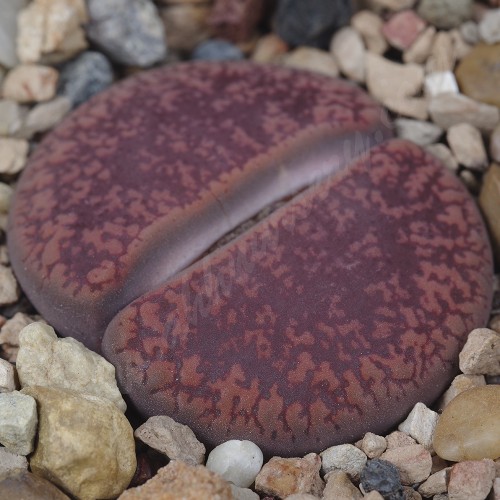 LIT002.23 Lithops aucampiae (ssp. aucampiae var. aucampiae) 'Firebrandt' = ‘Rudersheim Ruby’