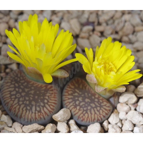 LIT004.01 Lithops aucampiae ssp. euniceae var. euniceae C048